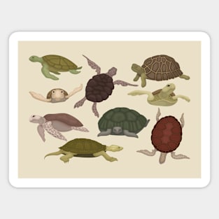 Sea Lands Turtles Magnet